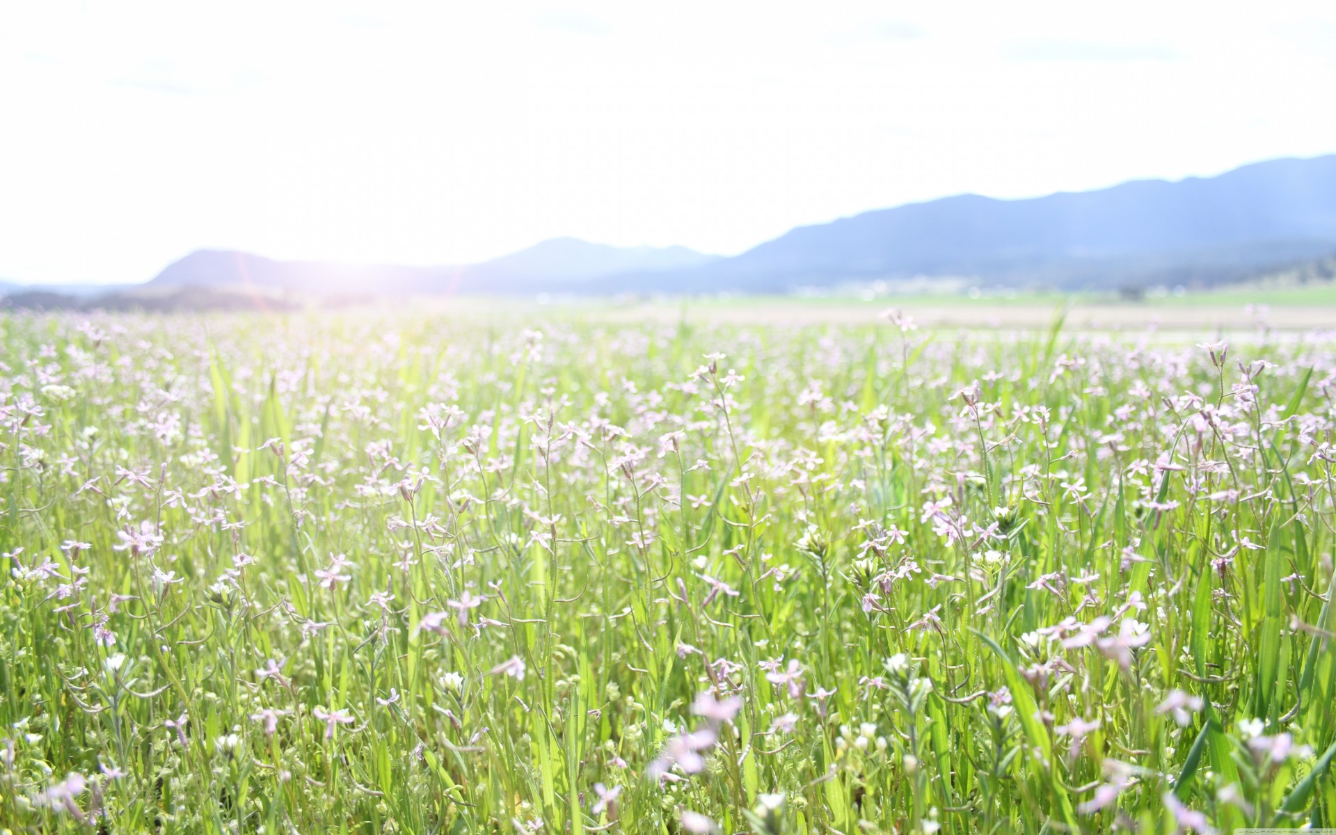 printemps nature paysage fleurs champ