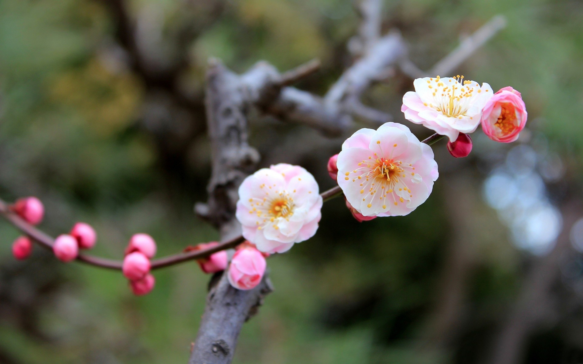 gros plan arbres fleurs printemps