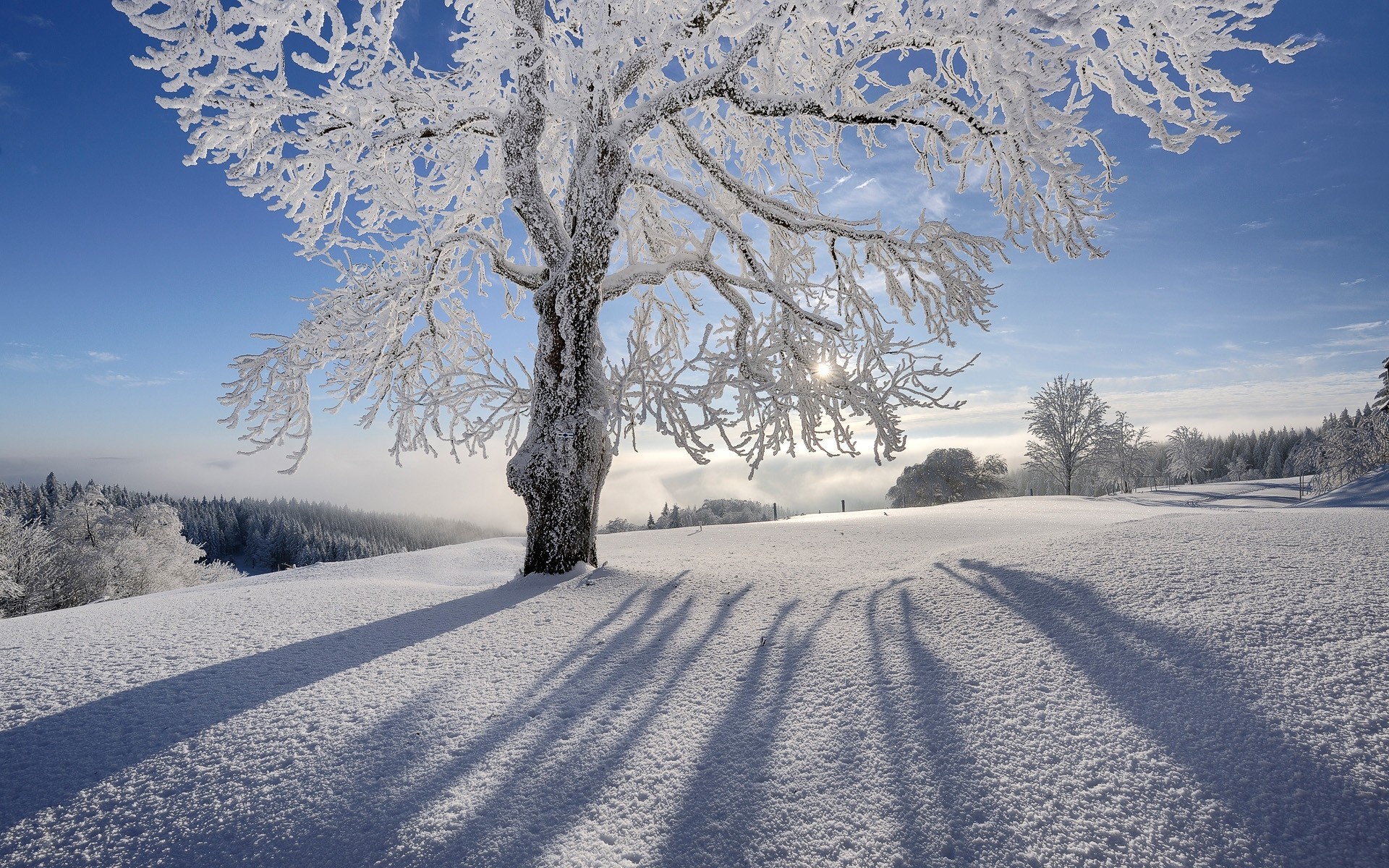 gel arbres ciel neige hiver paysages