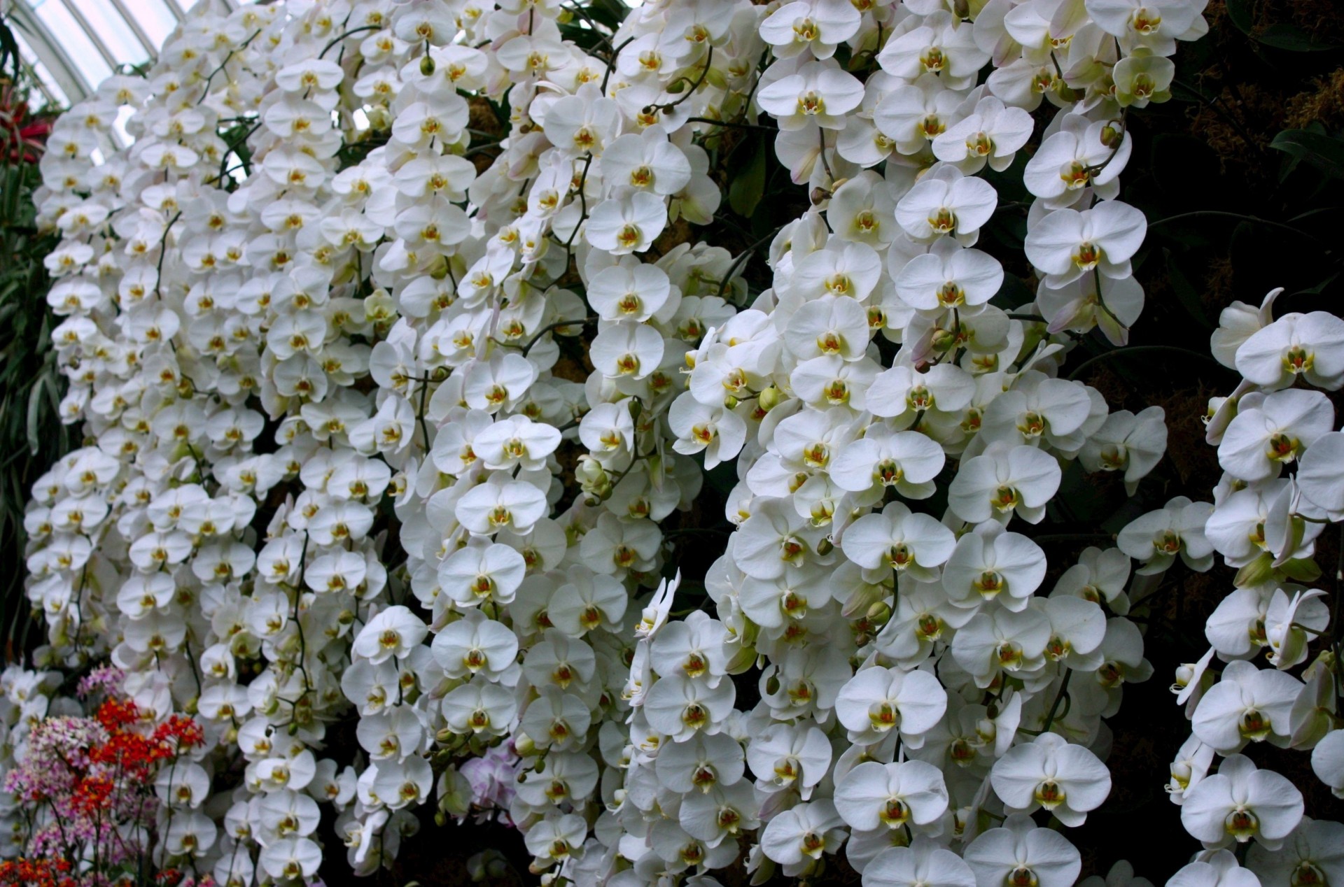 invernadero pared flores orquídea blanco como la nieve