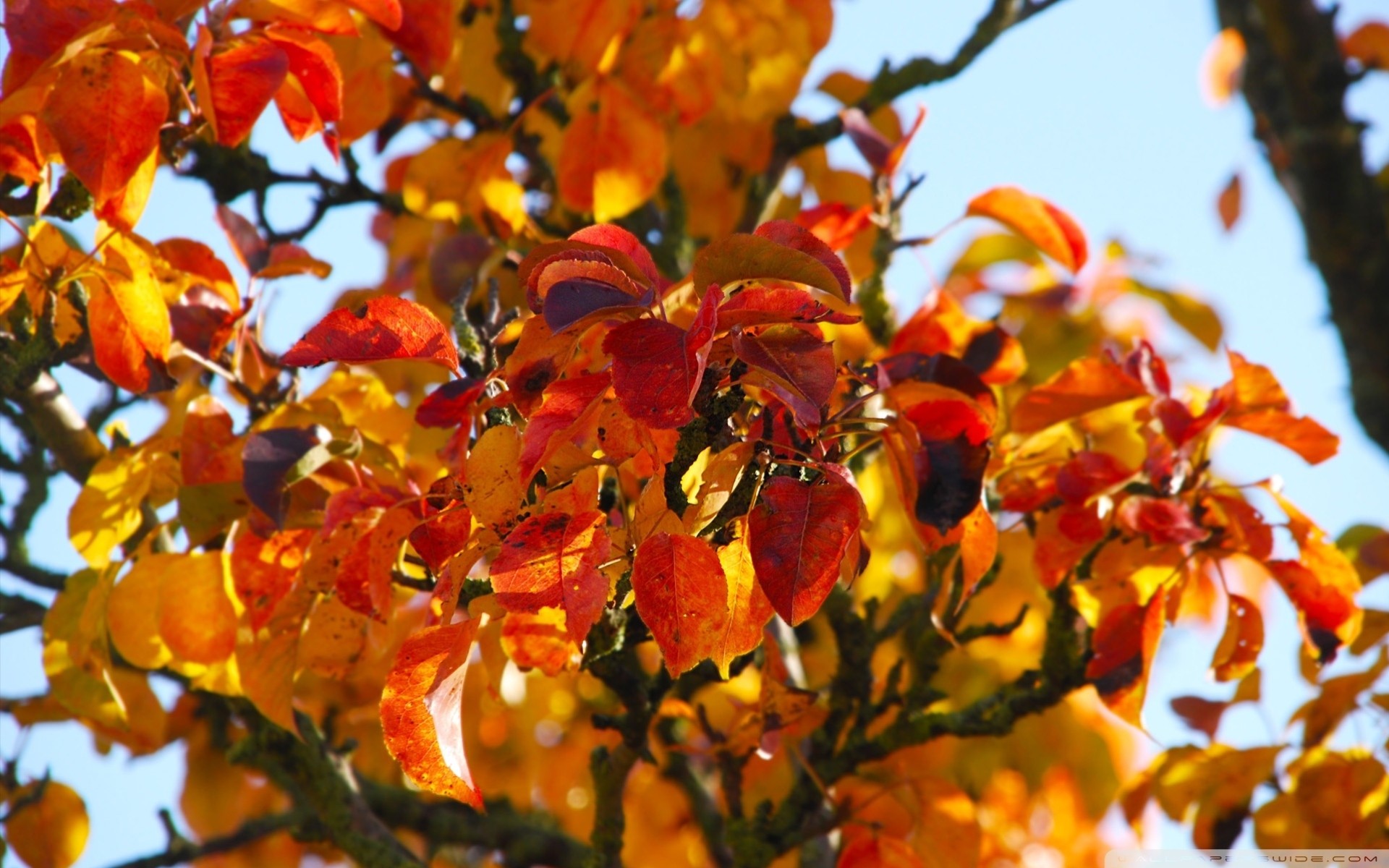 naturaleza hoja árbol otoño temporada colores de otoño