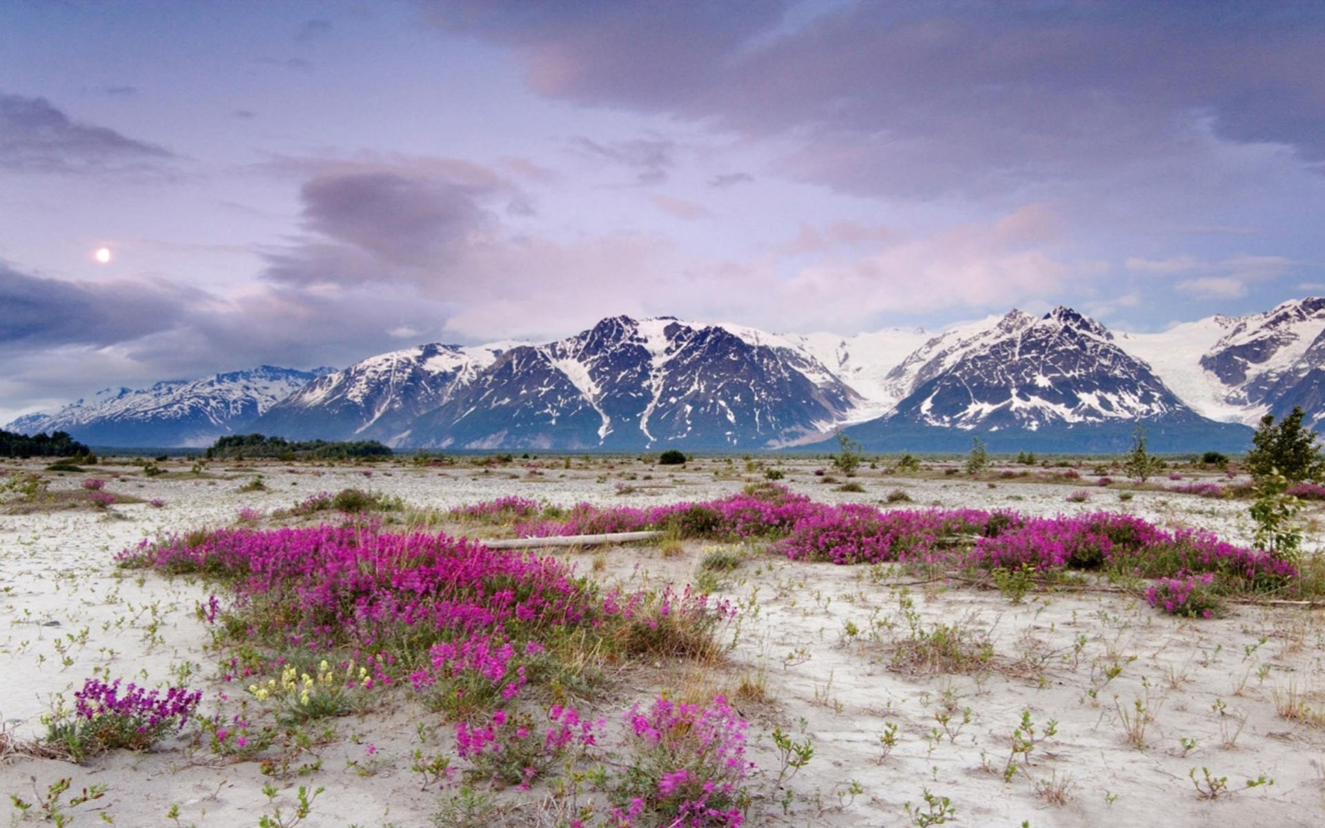 montagnes paysages fleurs printemps