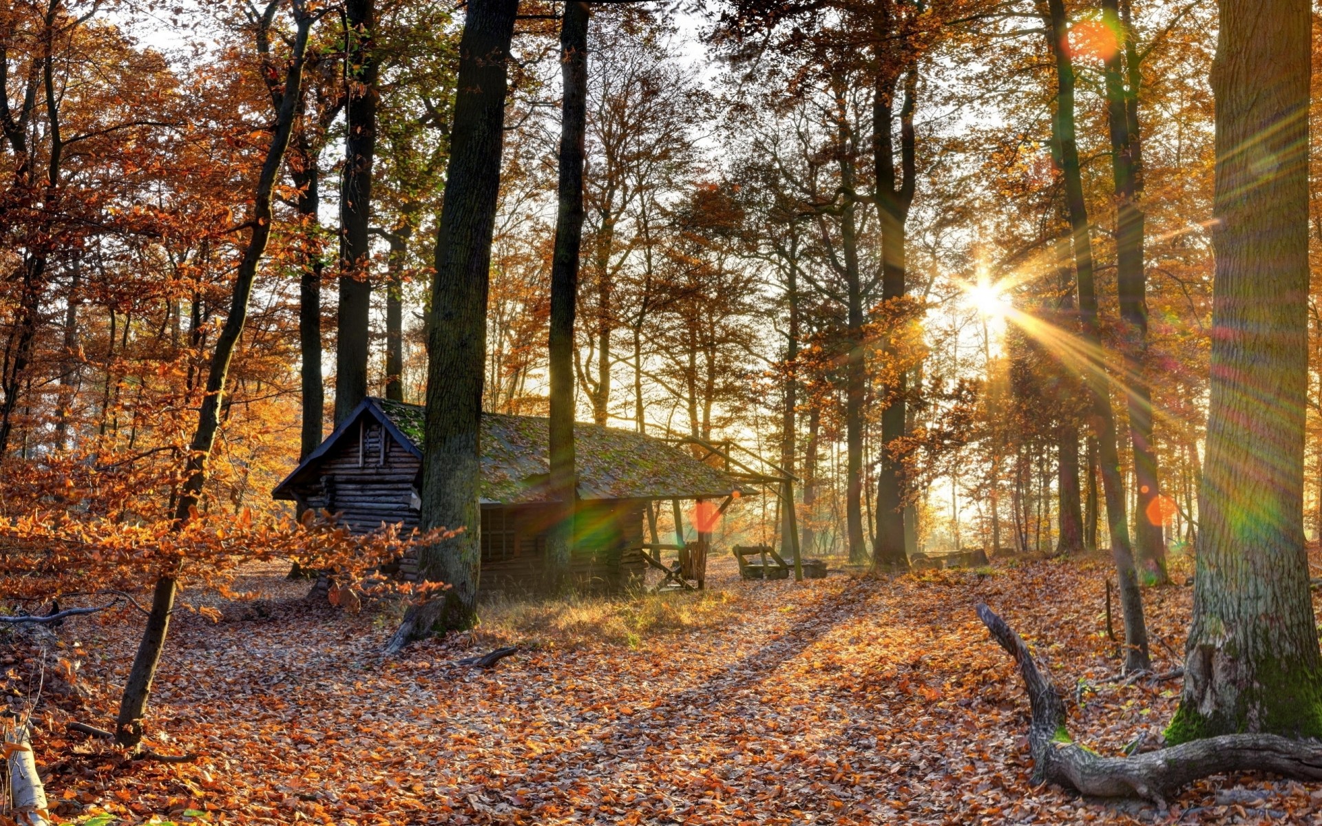 arbres forêt maison chute des feuilles automne lumière octobre