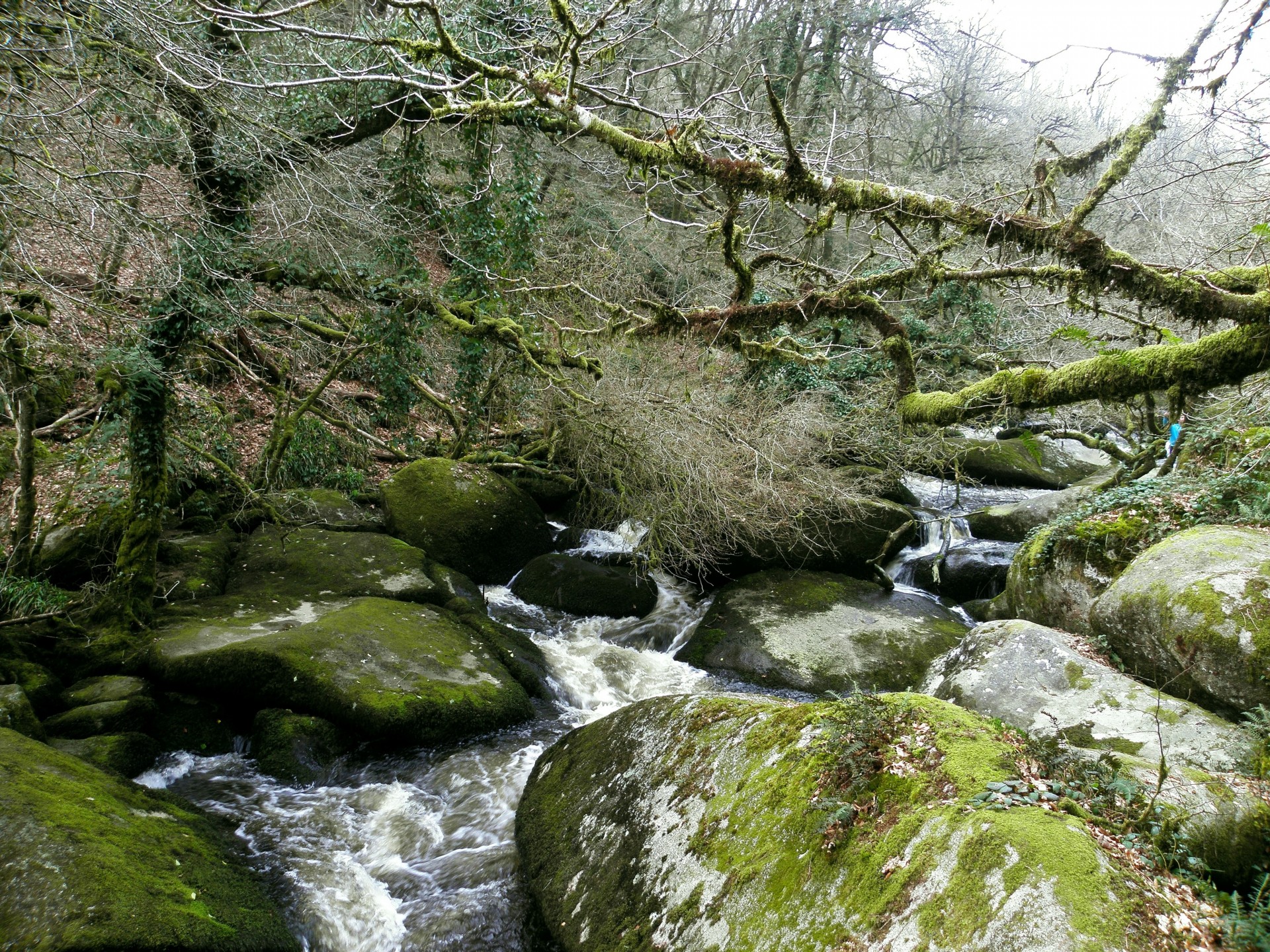 pierres nature forêt rivière vo