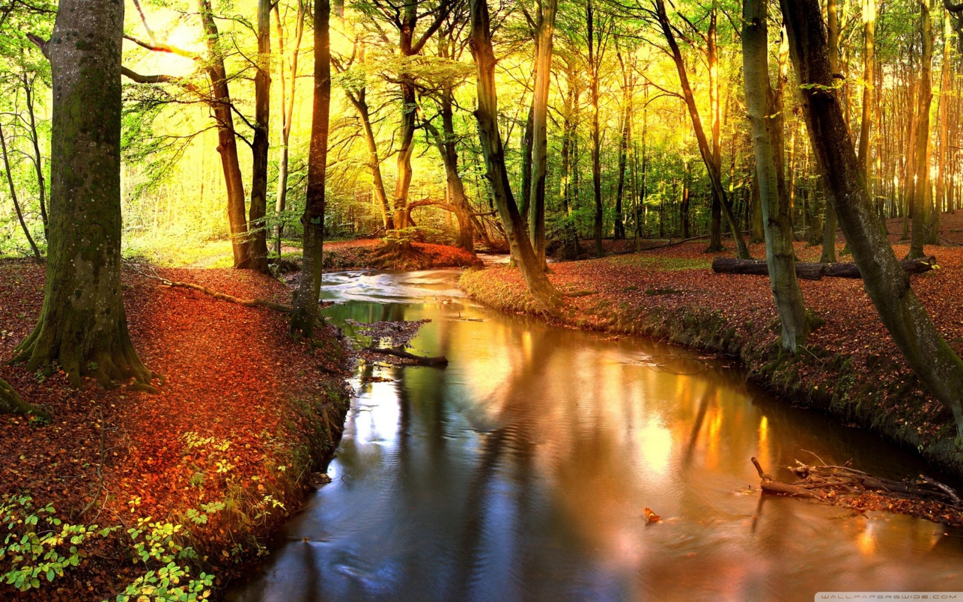 foresta creek paesaggio autunno