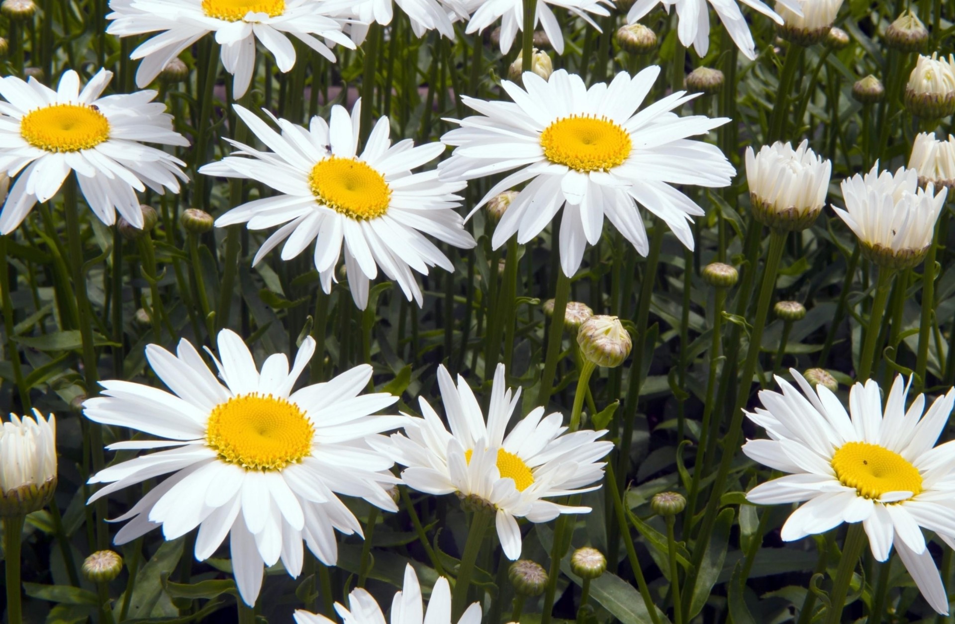 margaritas parterre flores verde blanco