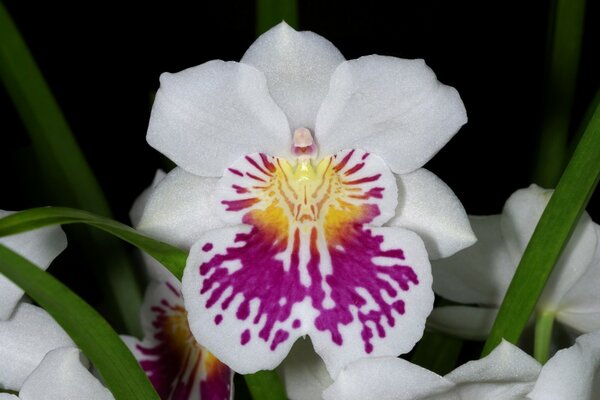 White orchid with purple pattern