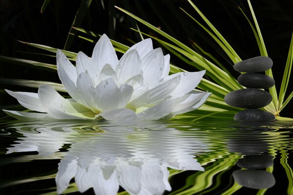 Reflejo de las líneas de la flor en el agua