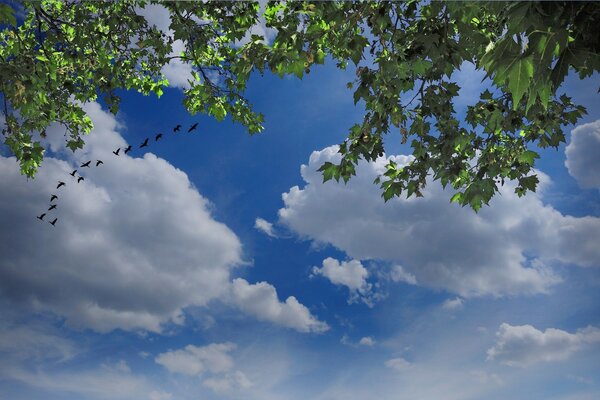 Oiseaux sur fond de ciel et de branches vertes