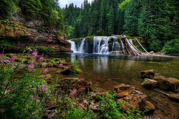 Las orillas florecientes de la cascada del bosque