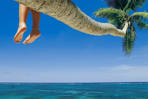 In summer, a palm tree on the background of the sea