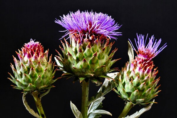 Flowering of hooks with purple flowers