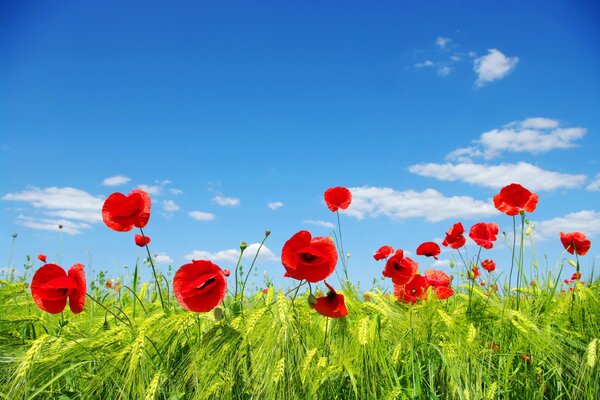 Verdes y amapolas rojas contra el cielo azul