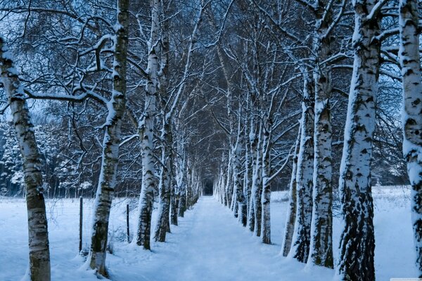 Allée de bouleau en hiver, route