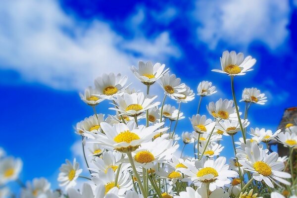 Gänseblümchen auf blauem Himmel Hintergrund