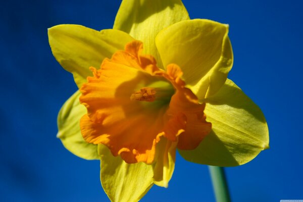 Narcisse giallo brillante contro il cielo blu