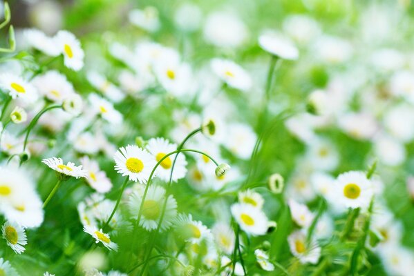 Marguerites blanches sur fond d herbe verte