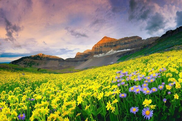 Blumenfeld vor dem Hintergrund der Berge