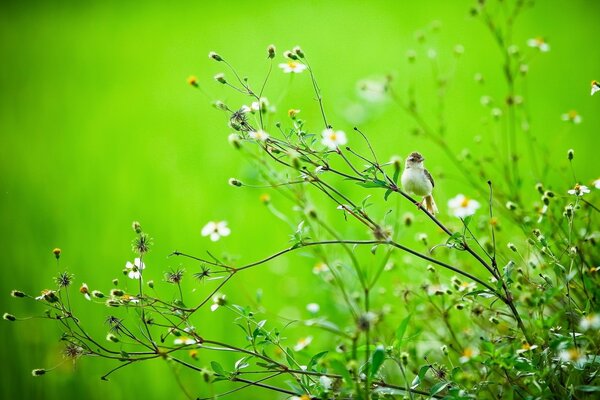 Bird in summer against the background of nature