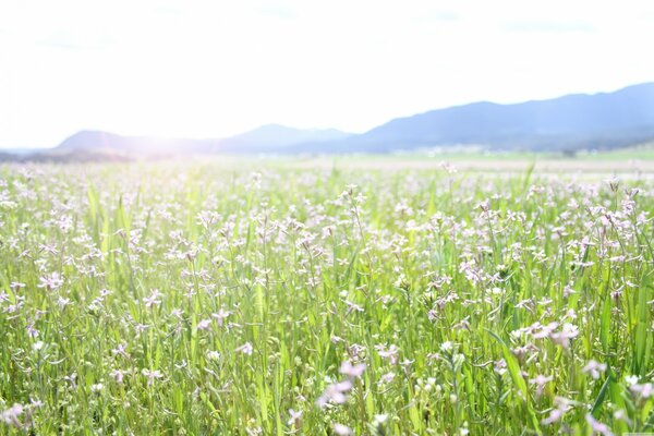 Sketching nature flowers in a meadow