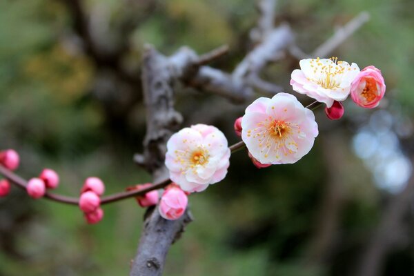 In spring, all the buds of plants fit together looks beautiful