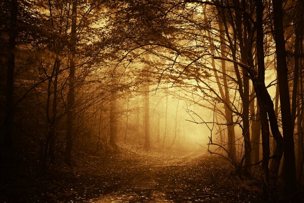 Fog in the autumn forest with trees