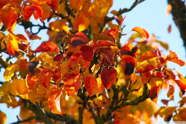 Helles Herbstlaub am Baum