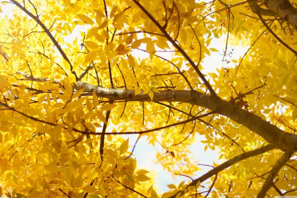 Hojas de otoño en un árbol grande