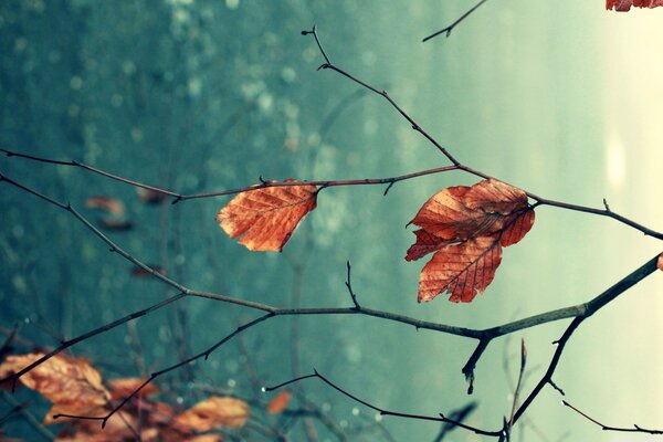 Gros plan d une feuille d automne sur une branche