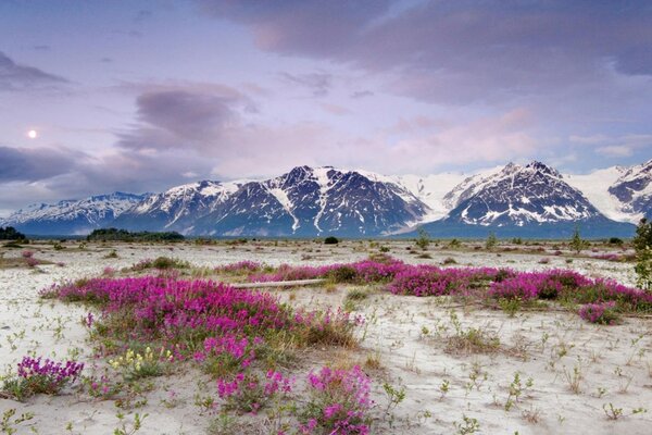 Fleurs au printemps sur fond de montagnes