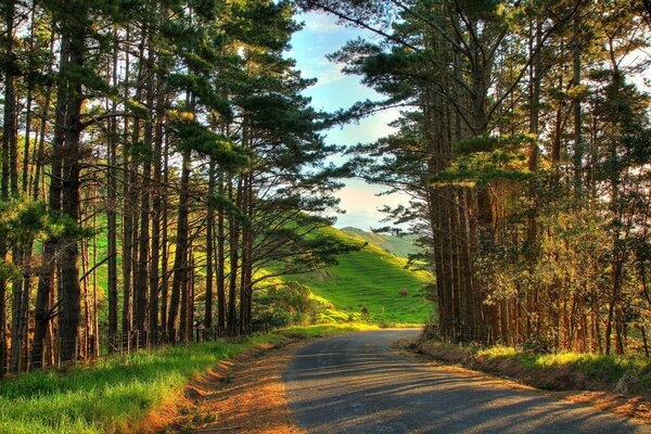 Nouveau virage de la route à travers les grands pins