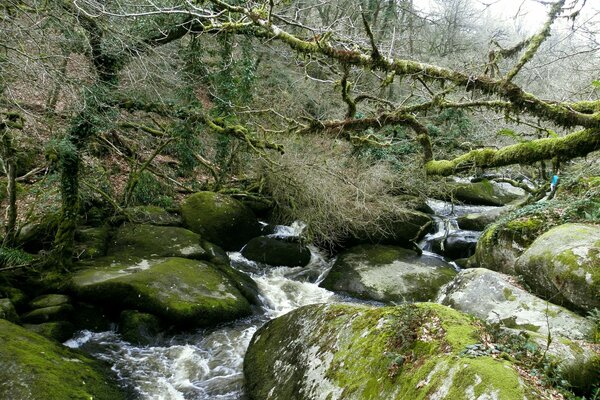 Un arroyo de montaña fluye a través de árboles de musgo caídos