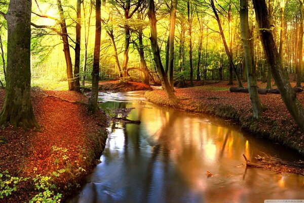 Hermoso paisaje de otoño en el bosque