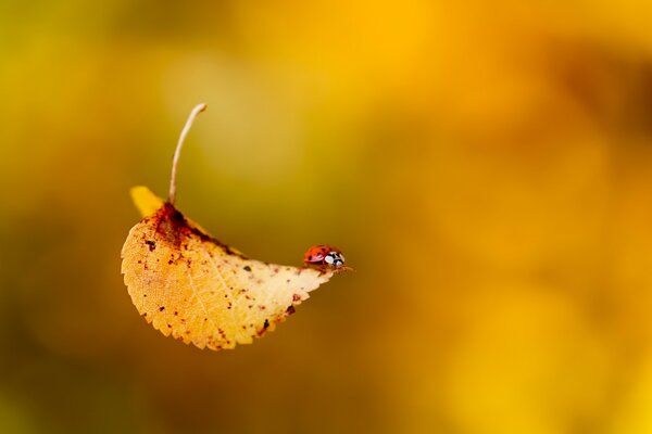 Coccinelle sur une feuille jaunie