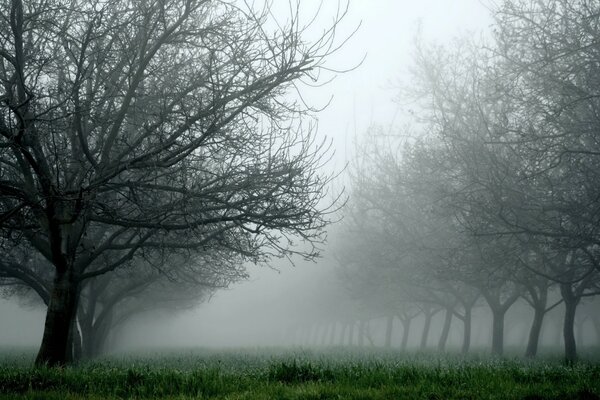 Jour brumeux parmi les arbres endormis