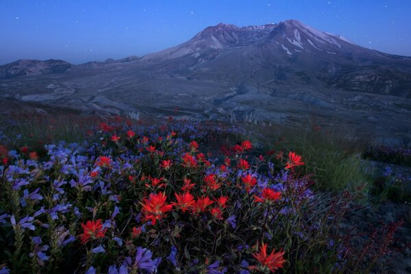 Flores azules y rojas en el fondo de las montañas por la noche