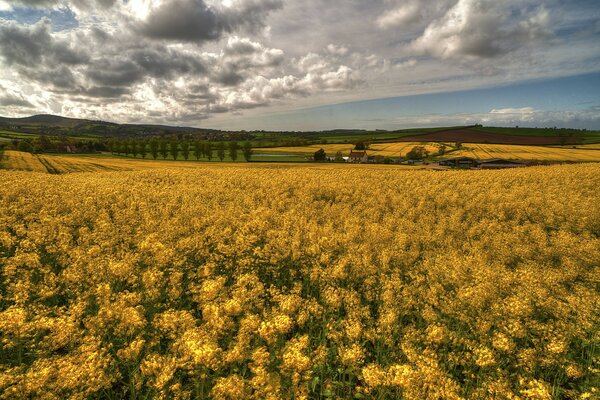 Fiori gialli ovunque sotto un cielo nuvoloso