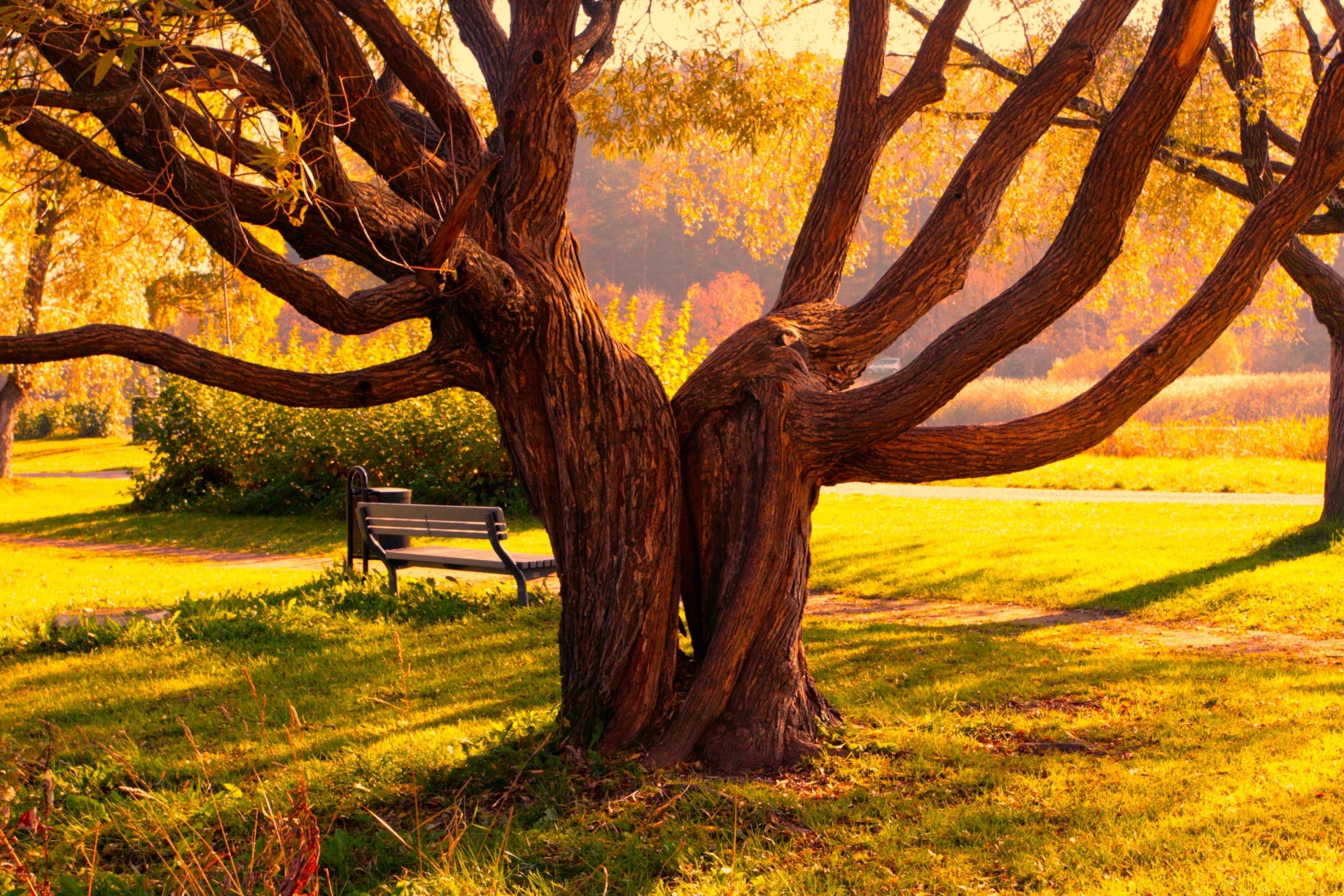 árbol plexos mitades bancos