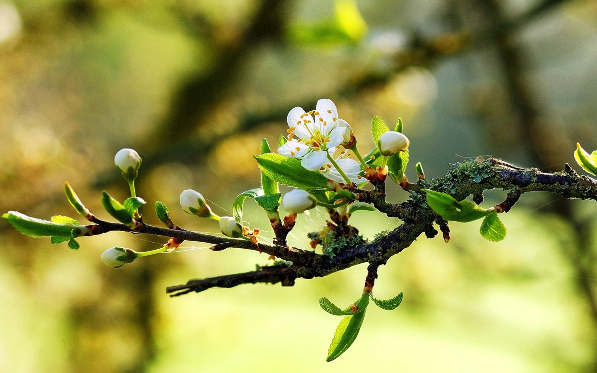 tree flower spring sun close up buds light