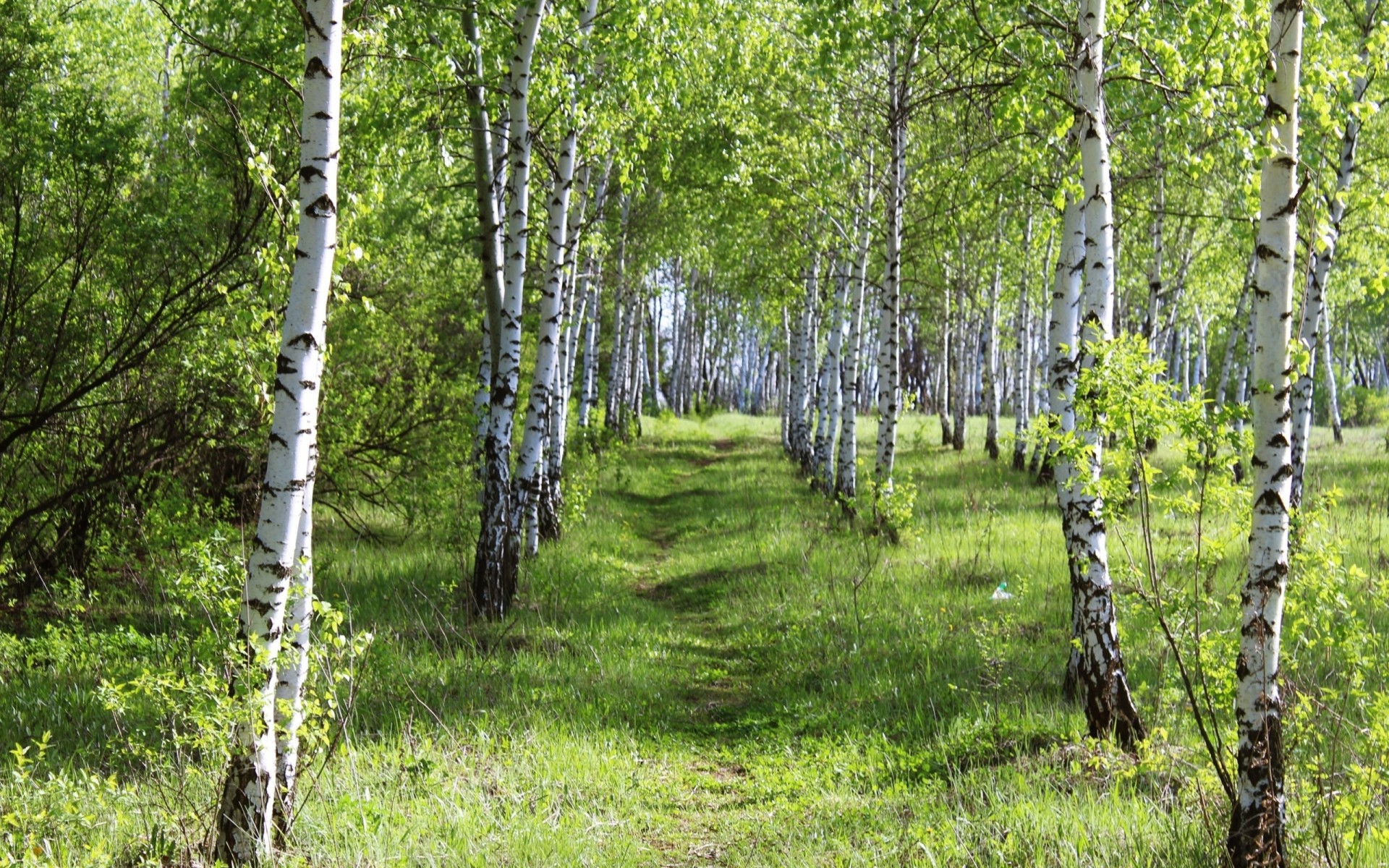 forest grass summer birch day beauty grove