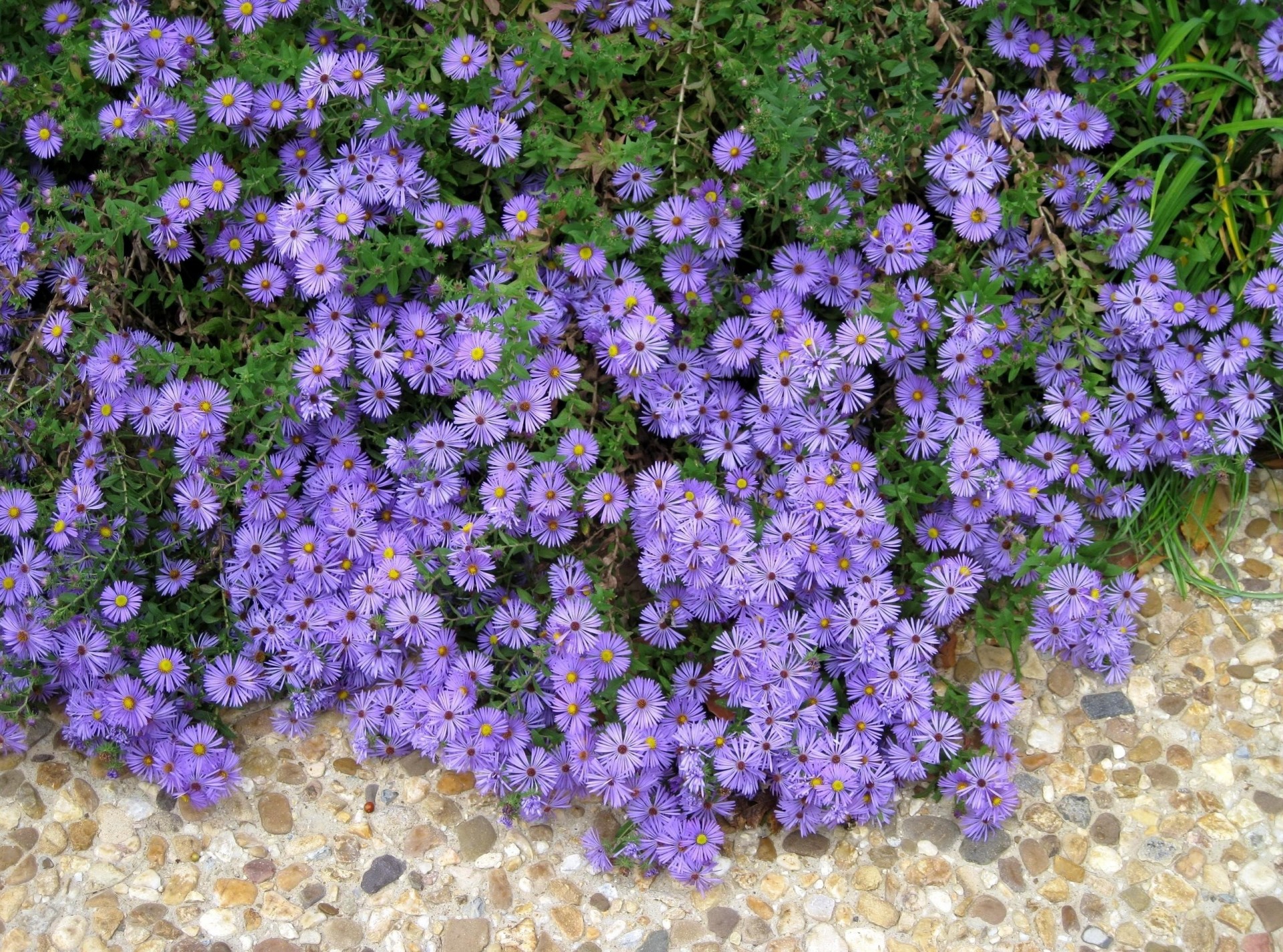 steine blumenbeet flieder blumen wanderweg