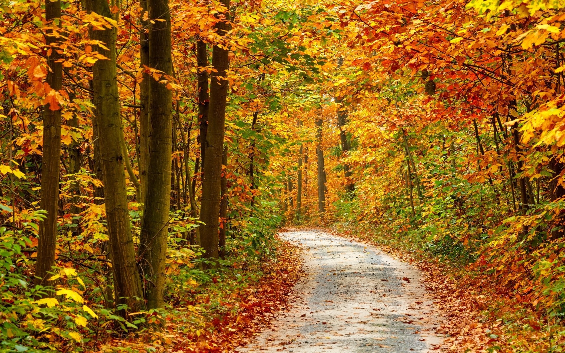 automne feuille arbres saisons route