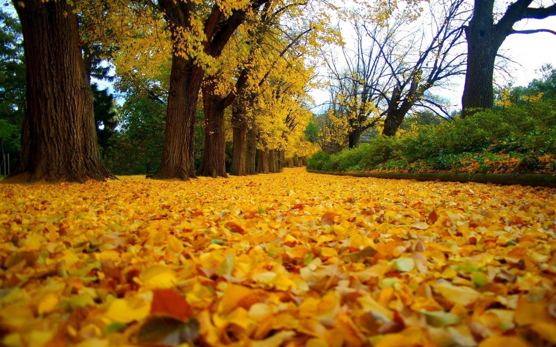 liść liście drzewa park aleja jesień krzewy