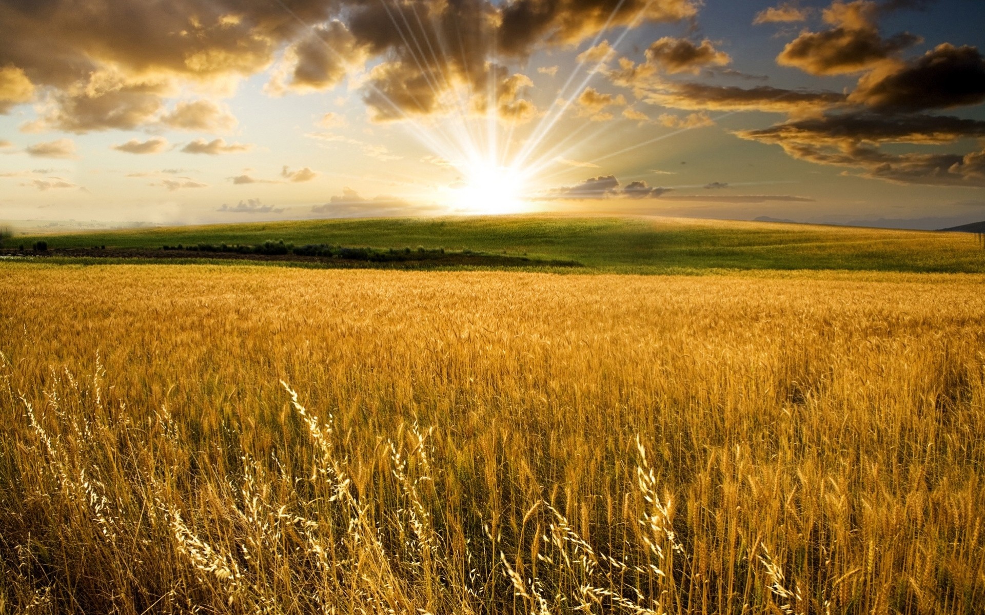 the field landscape summer sunset