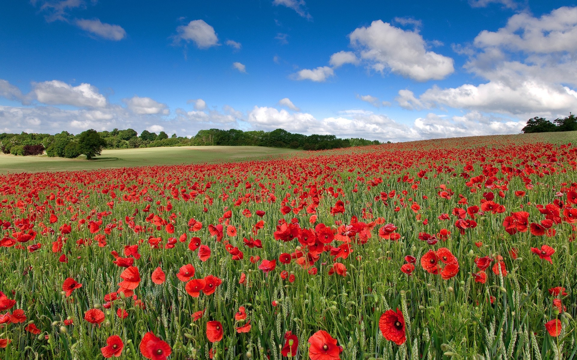 landscape clouds nature flower sky poppies the field