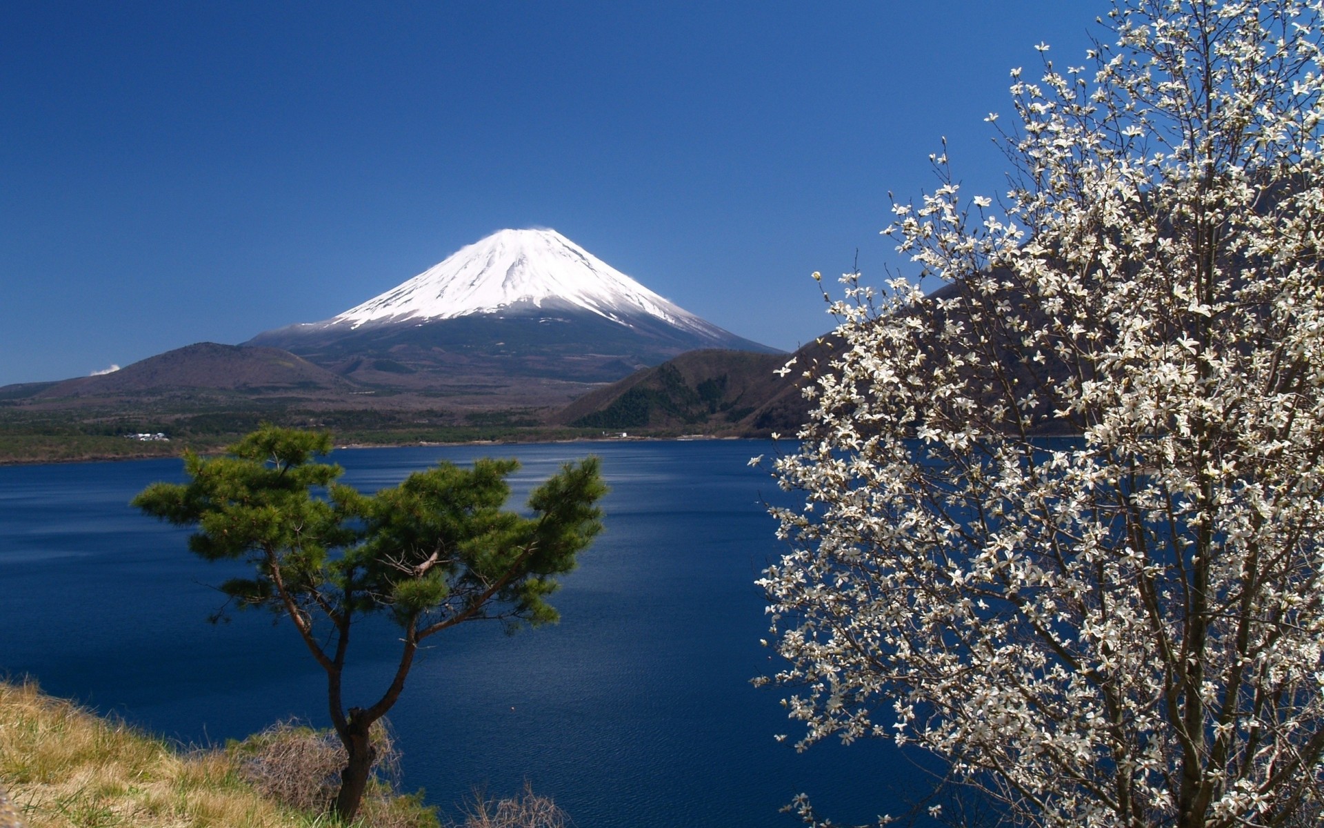 ciel fuji montagne tokyo sakura