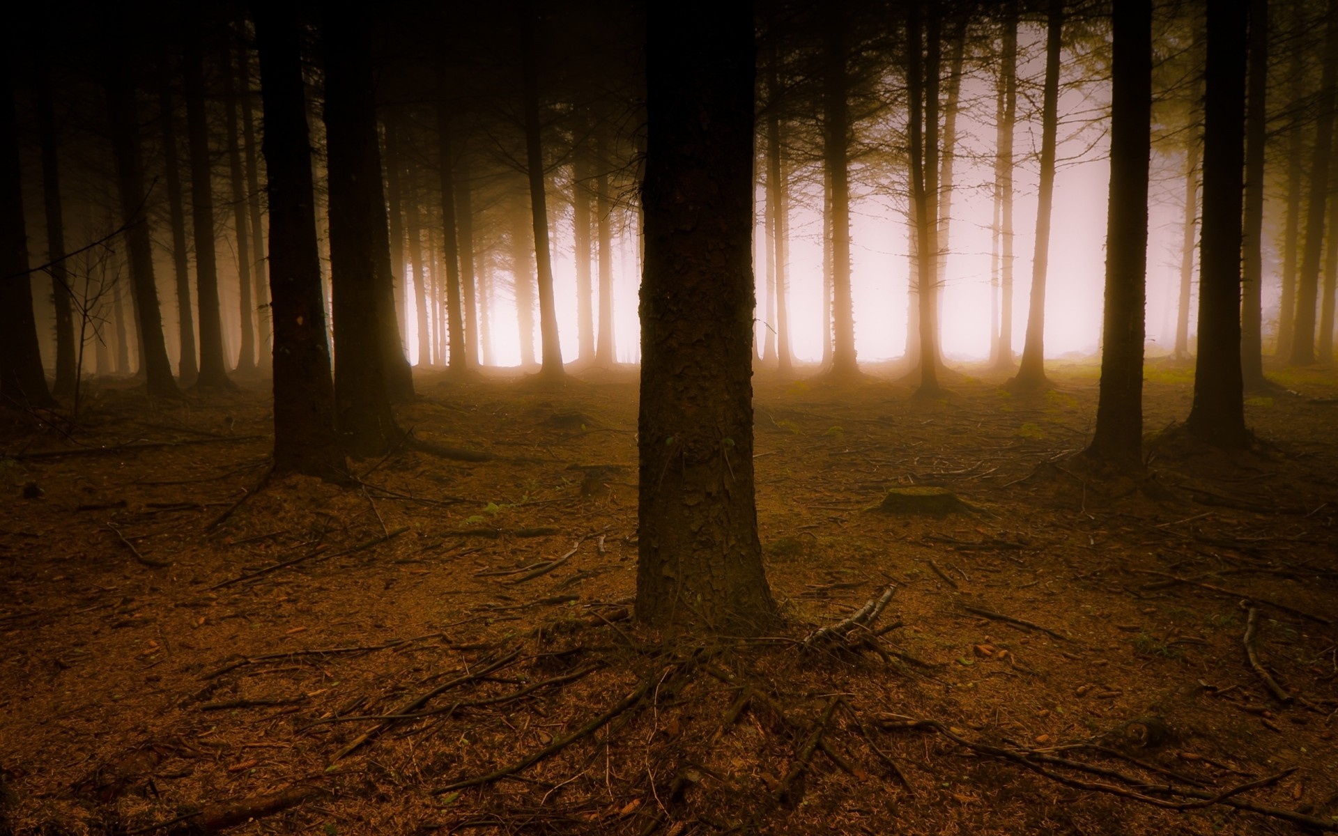 wurzeln bäume nebel wald dunst zweige gruselig dunkel erde