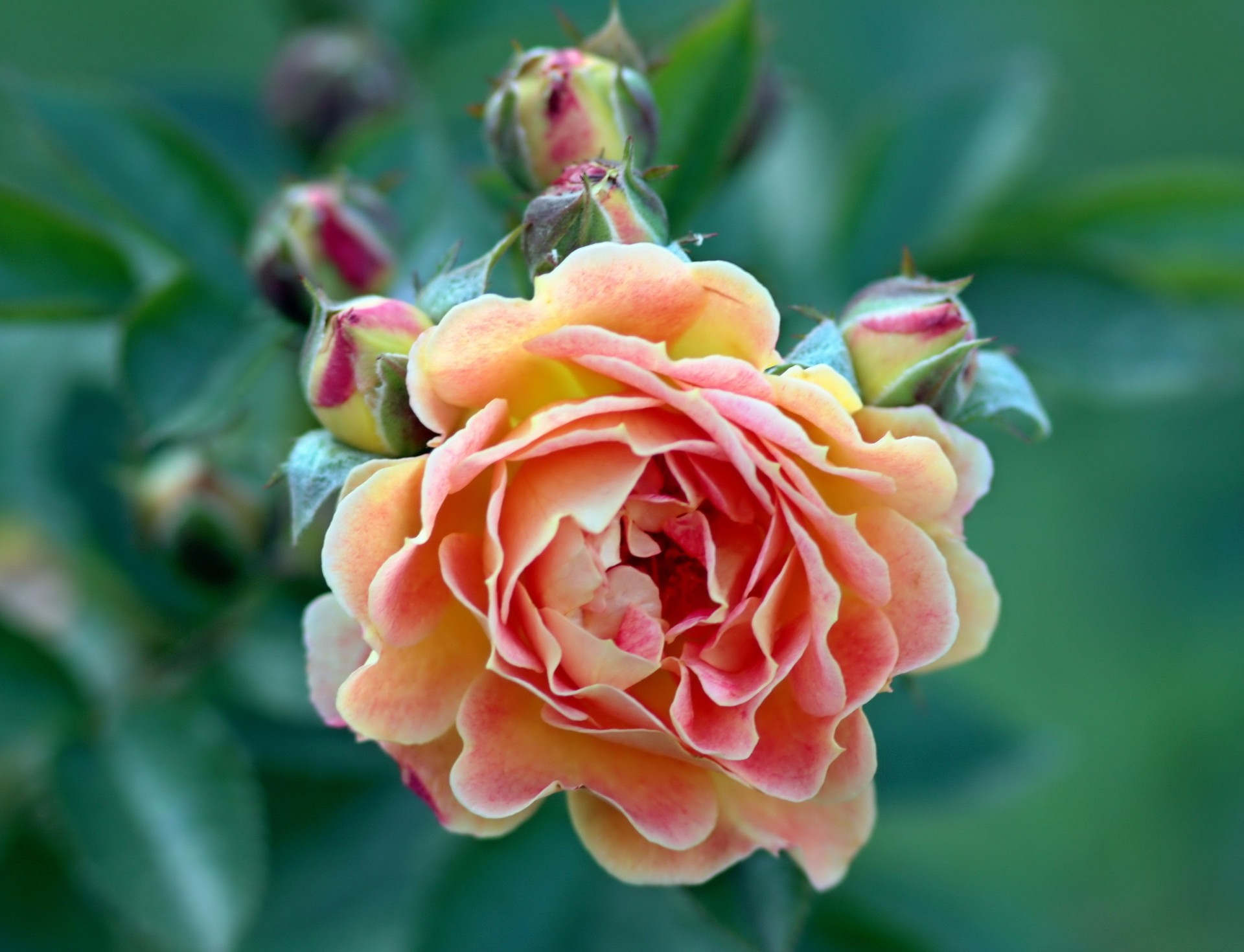 rose flower pink phoenix bud