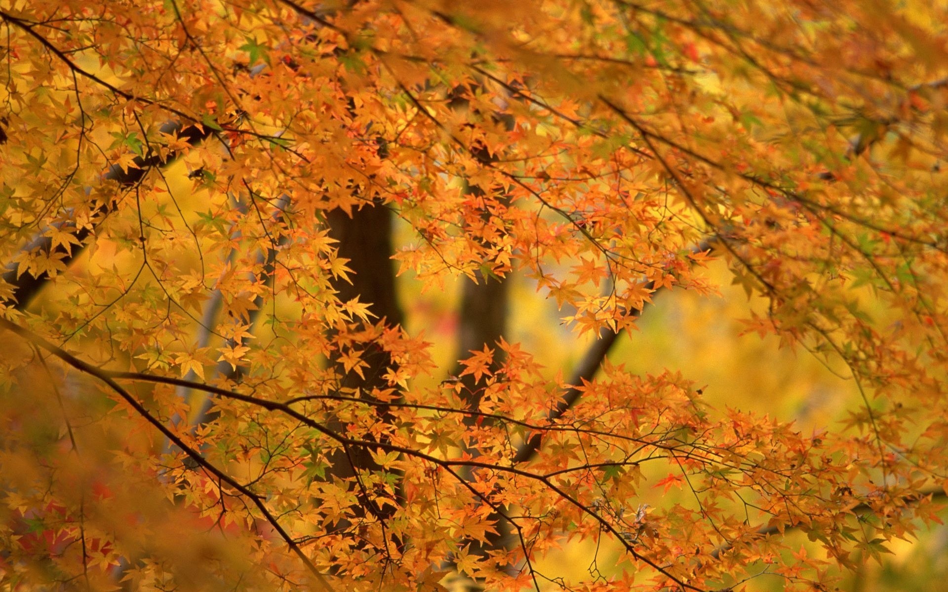 feuillage orange fond arbres palmiers automne