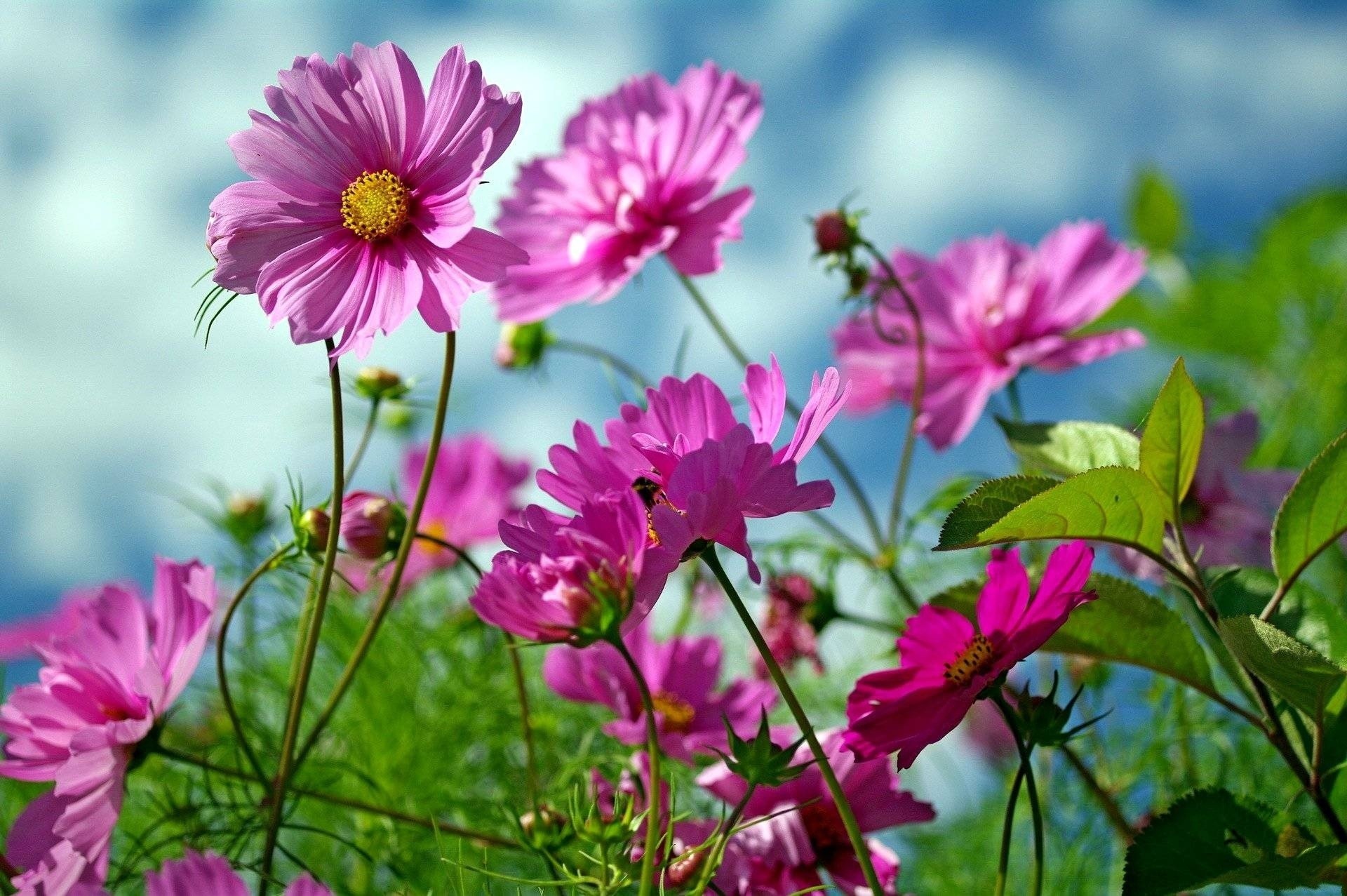 ciel fleurs nuages